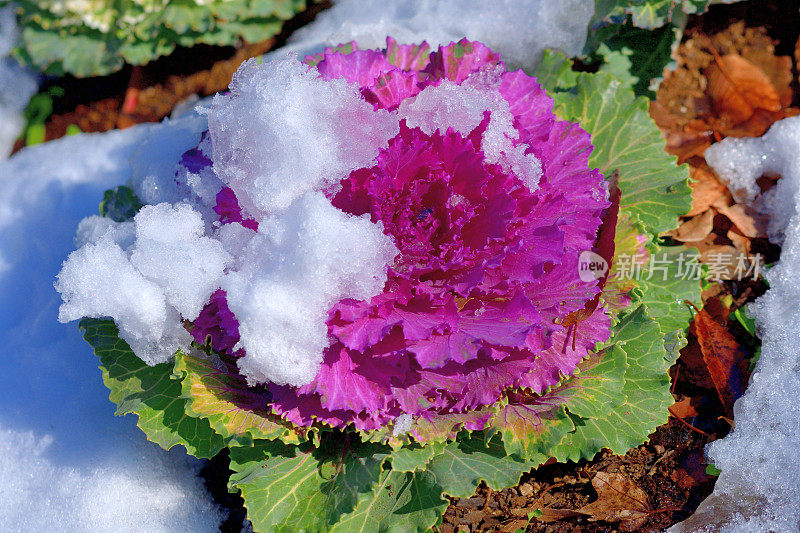 冬季雪中的植物:甘蓝var. Acephala /装饰甘蓝和羽衣甘蓝